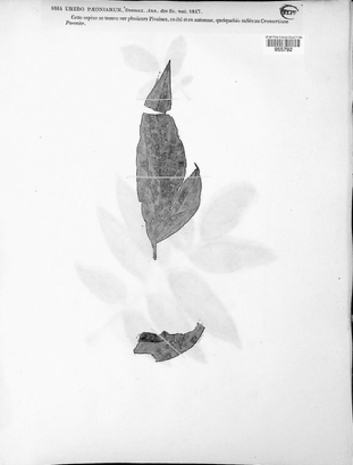 Uredo paeoniarum image